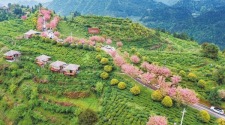 茶山花海引客來