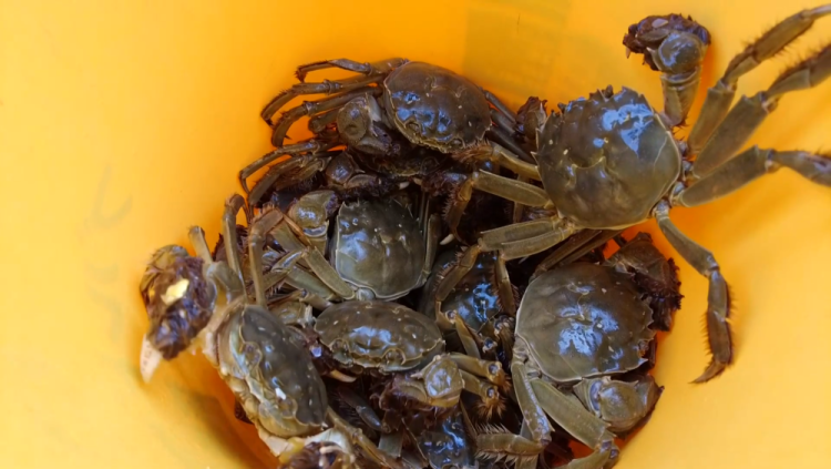 甘肅定西：黃土高原蟹滿塘