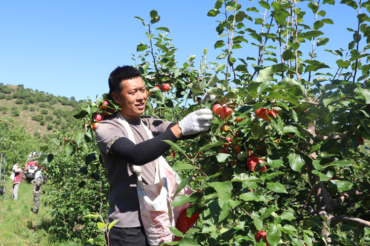 興安盟科右前旗：沙果經紀人帶旺新鄉村