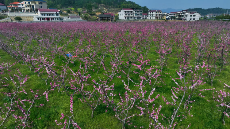 四百餘畝花海繪就新邵春日勝景_fororder_圖片5