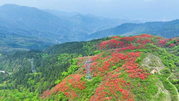千畝映山紅綿延湖南新邵岳坪峰_fororder_圖片6