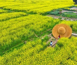美麗中國丨重慶潼南:油菜花開迎客來