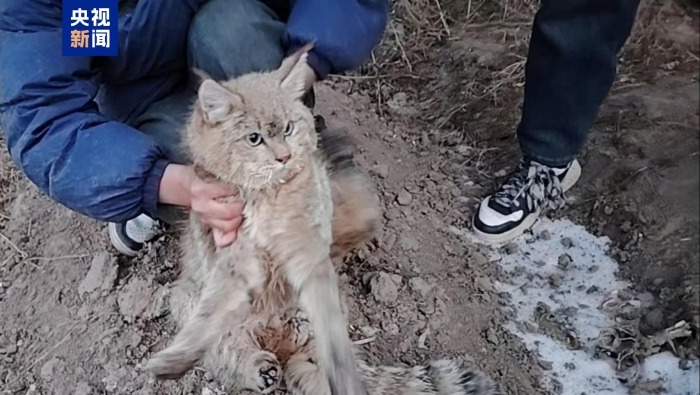 視頻丨一隻荒漠貓獲成功救護 後續將評估放歸