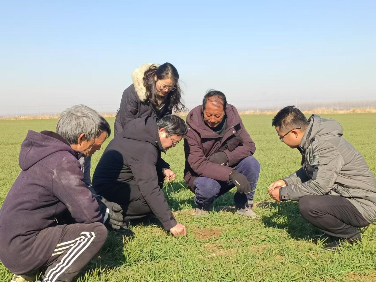 蚌埠市五河縣開展科技指導工作 助力小麥冬季管理