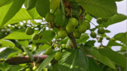 天水秦州：初夏套袋忙 櫻桃孕鮮甜
