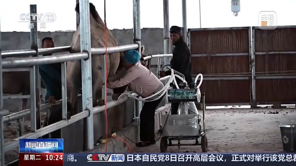 砥礪奮進七十載 天山南北譜華章丨從沙漠之舟到産業之舟 新疆駱駝産業用上智慧化生産線