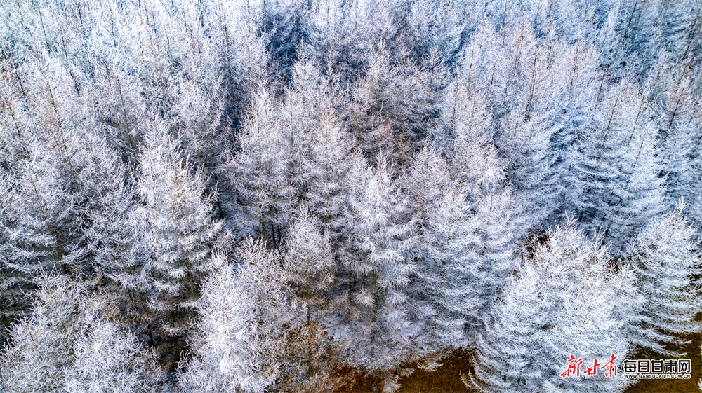 冬雪初降 天水武山龍臺鎮現雪淞奇觀