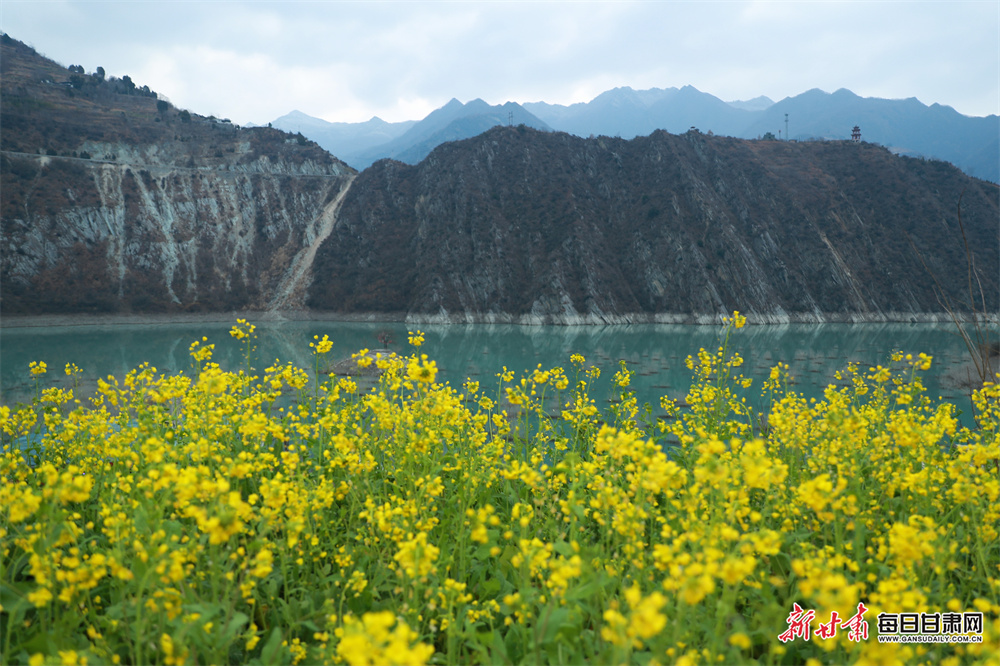 油菜花開引客來 隴南文縣釋放文旅新活力_fororder_8