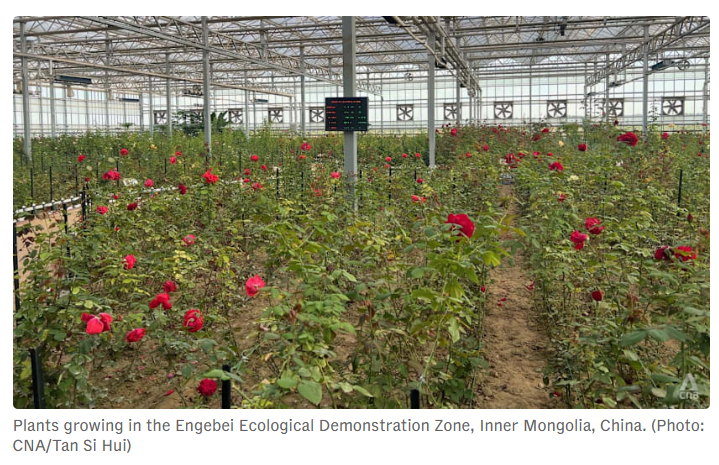 全球媒體聚焦 | 外媒：中國“綠色長城”創造治沙奇跡