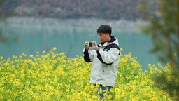 油菜花開引客來 隴南文縣釋放文旅新活力