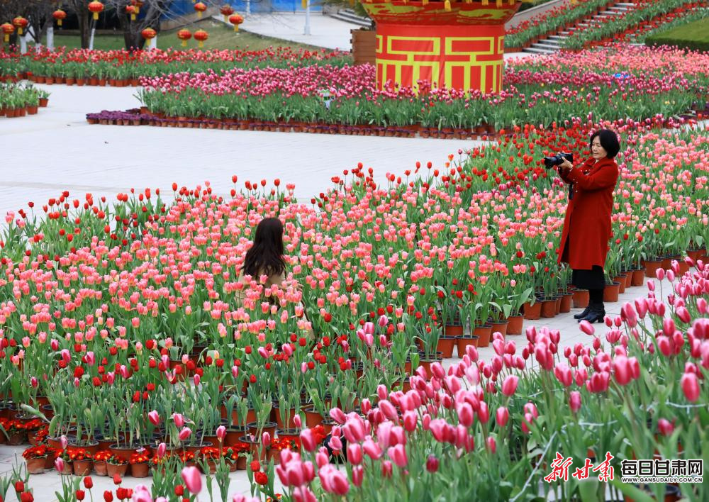 “鬱”你有約 共赴春天 隴南東江濕地公園鬱金香綻放_fororder_4