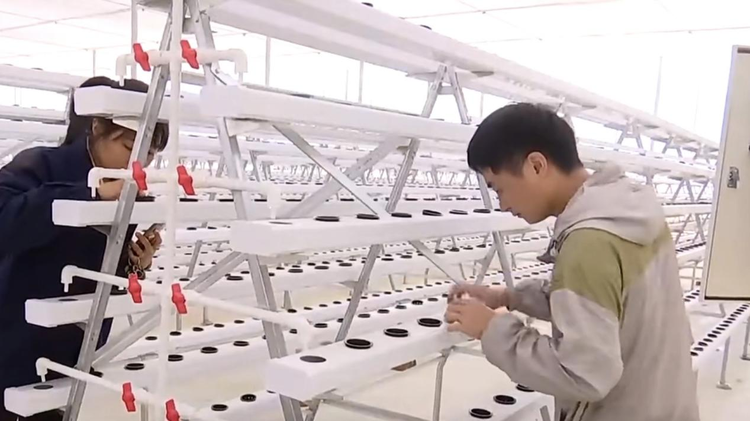湖南邵陽市北塔區積極探索無土水培蔬菜種植模式 助推産業升級