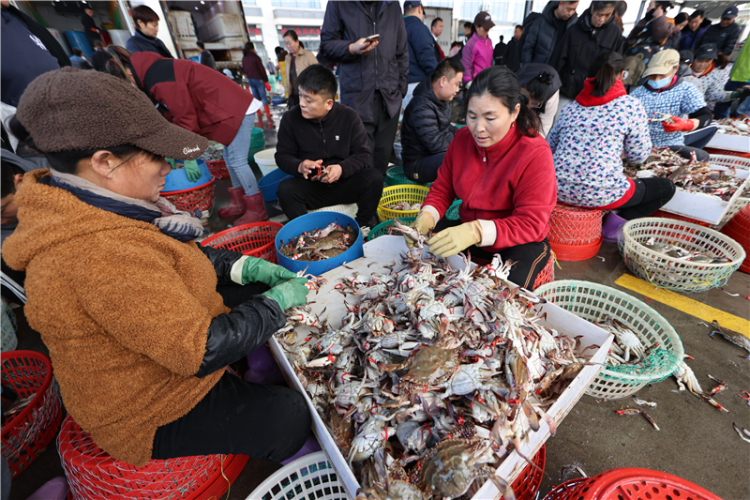 江蘇連雲港：秋捕梭子蟹喜豐收_fororder_20251030_093856_006