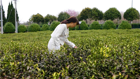 高淳遊子山茶葉的“循新”之路_fororder_圖片6