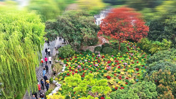揚州：人觀景 菊爭艷_fororder_0c20539e-e709-452f-a995-19838523a802