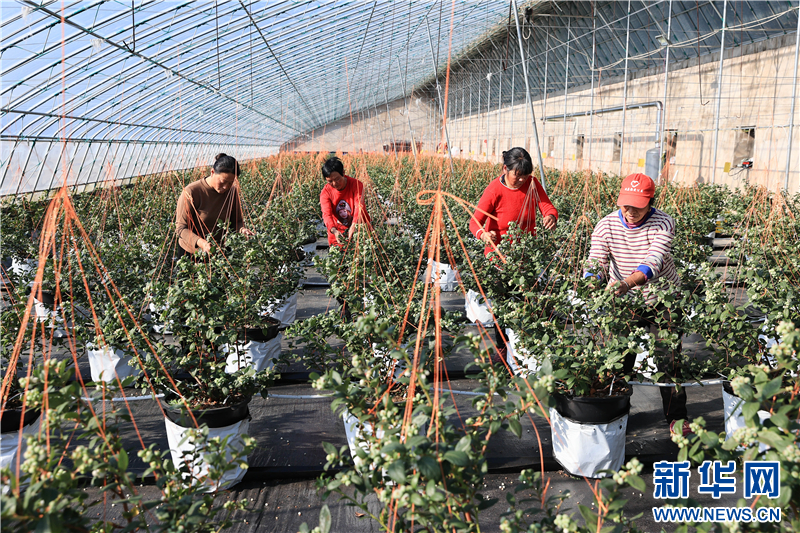 江蘇連雲港：大棚藍莓搶“鮮”上市