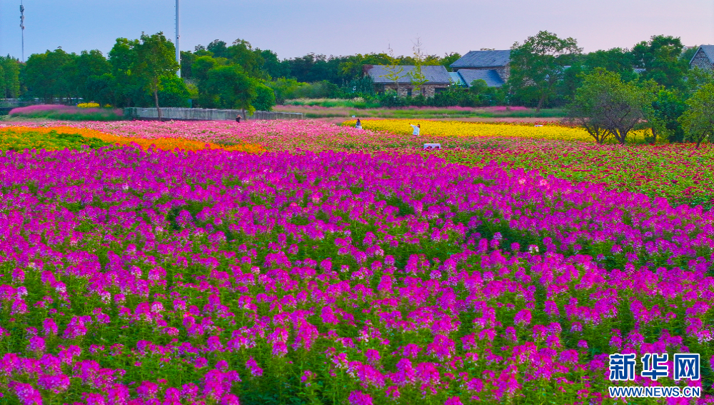 江蘇宿遷：絢麗花海迎客來