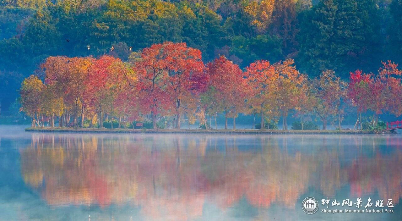 石象路“油畫”展卷，燕雀湖“雲杉水鏡”上線……鍾山“頂流”秋景迎最佳觀賞期