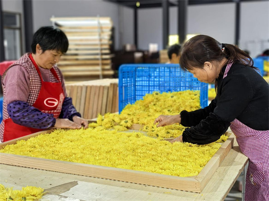 南通如東：一朵“金花”拓寬農戶致富路