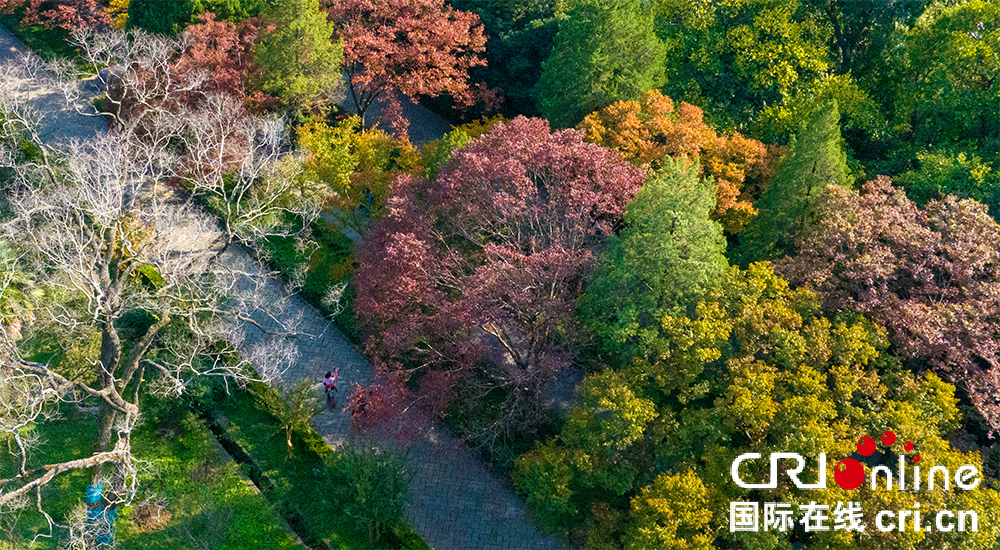 最美的秋丨橙黃橘綠時 去南京石象路“撿秋”
