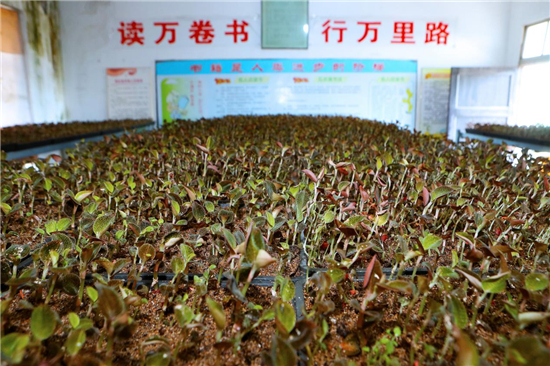 江蘇淮安：閒置校舍“長”出致富良藥_fororder_圖片16