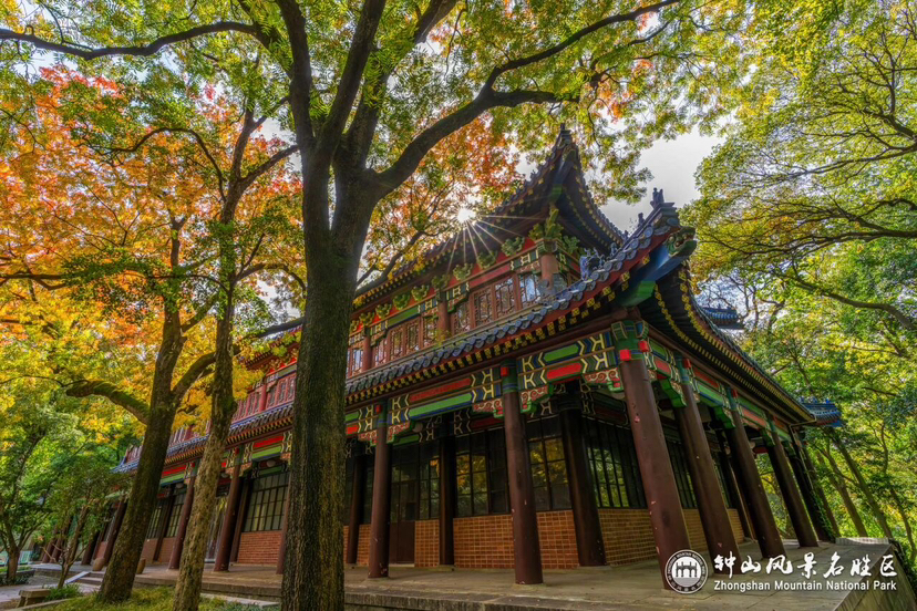 石象路“油畫”展卷，燕雀湖“雲杉水鏡”上線……鍾山“頂流”秋景迎最佳觀賞期