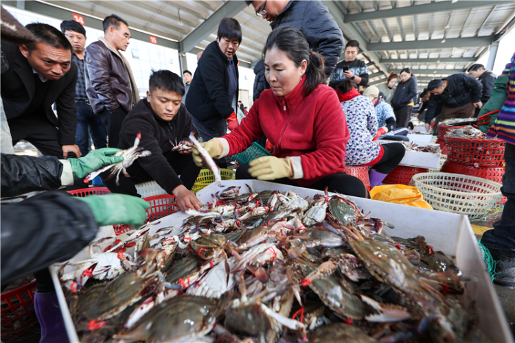 江蘇連雲港：秋捕梭子蟹喜豐收_fororder_20251030_093856_001
