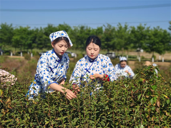 盱眙茶旅：小茶葉如何做成大文章？_fororder_微信圖片_20250428094124_93
