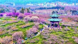 南京：十里梅林醉遊人