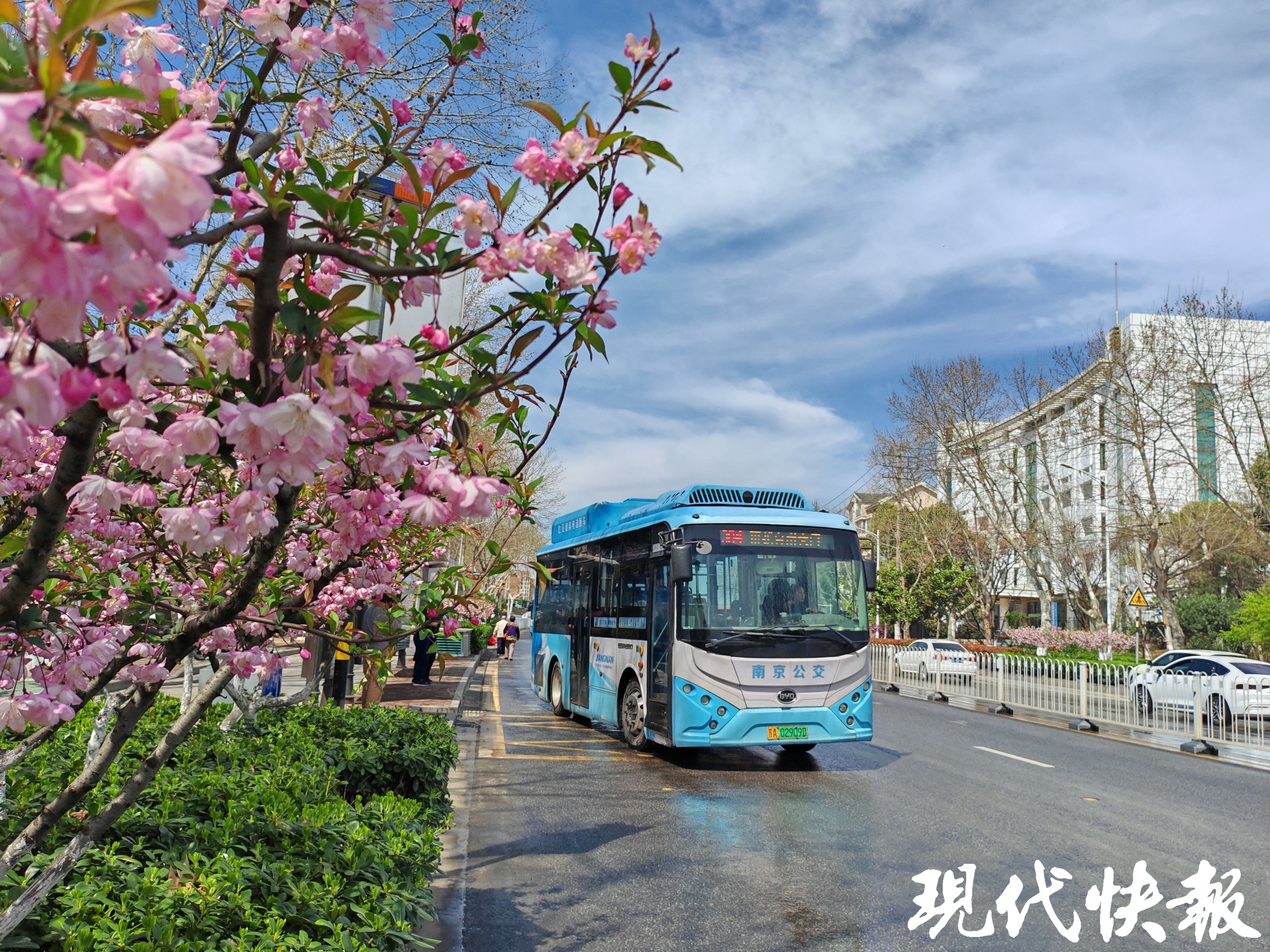 繁花滿城,南京賞花公交專線來了_fororder_20260330_093317_002