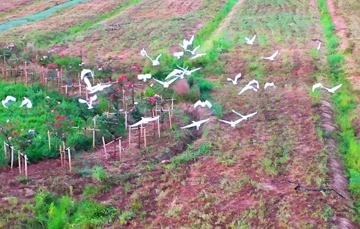 白鷺翩躚 “組團”起舞_fororder_0bb789bd-a0e5-4e19-b795-c56bde28843f