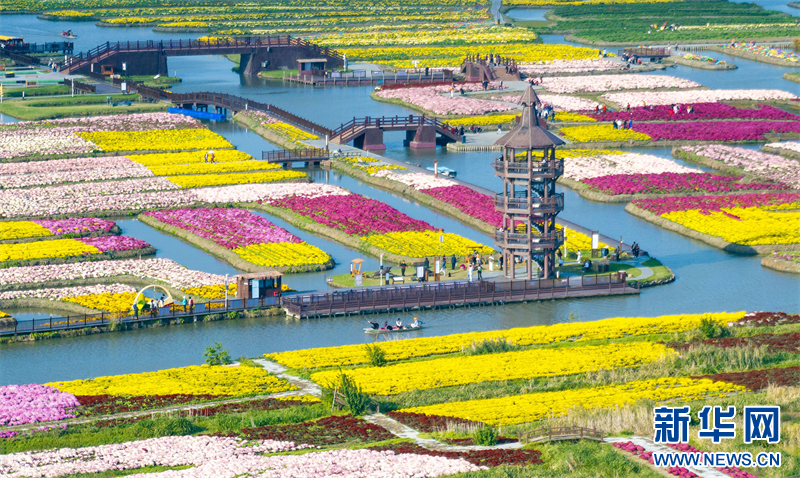 江蘇興化：菊花經濟助力鄉村振興