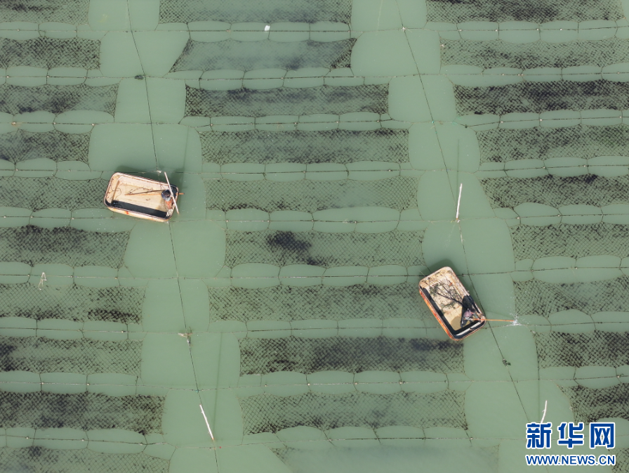 江蘇連雲港：“海上菜園”管護忙