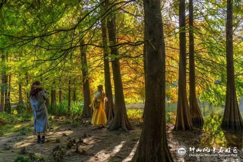石象路“油畫”展卷，燕雀湖“雲杉水鏡”上線……鍾山“頂流”秋景迎最佳觀賞期