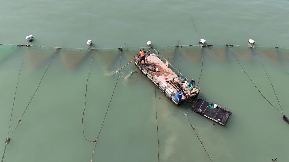 江蘇如東:“水中軟黃金” 海上捕撈忙