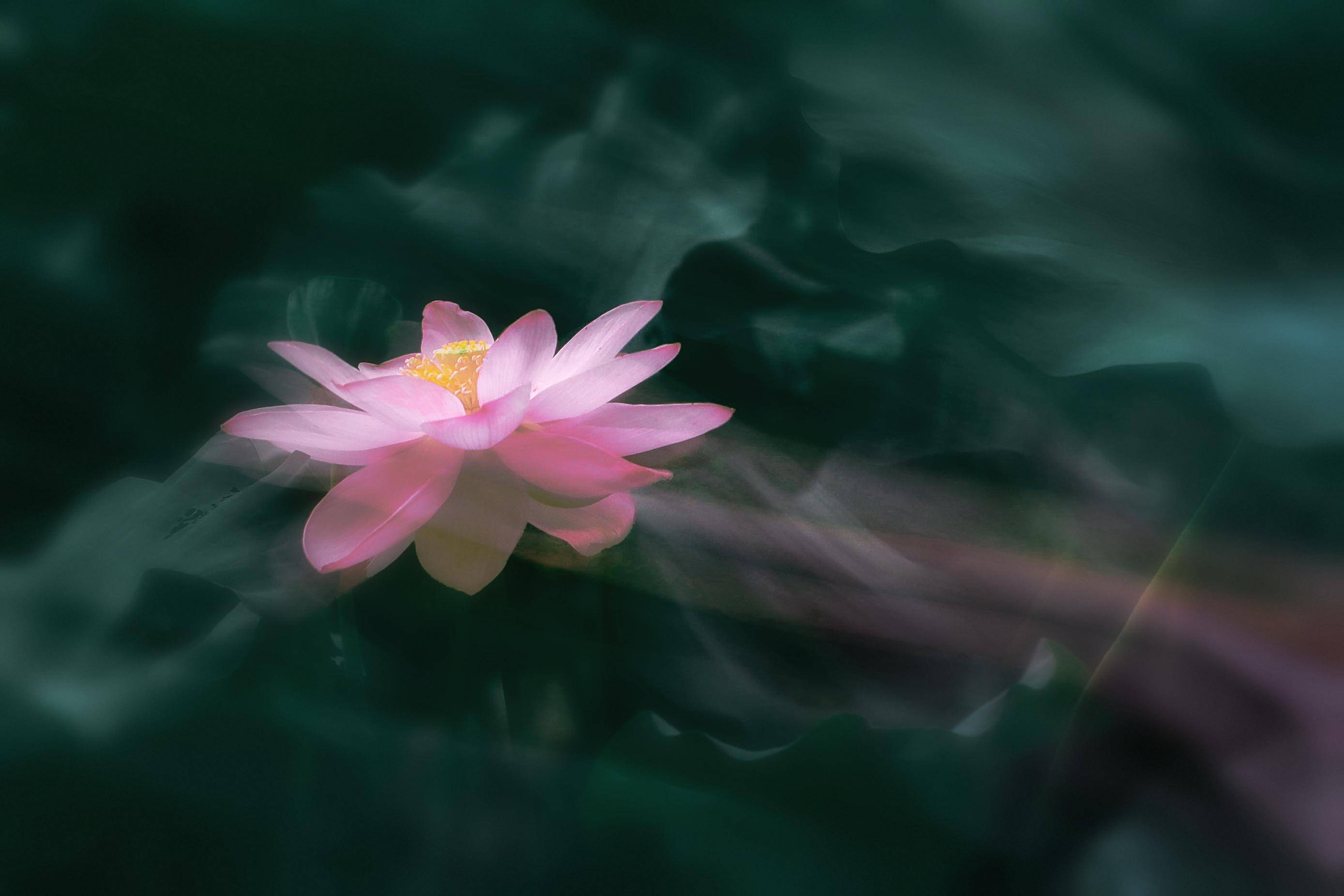 南京：莫愁荷花開 夏意滿塘來