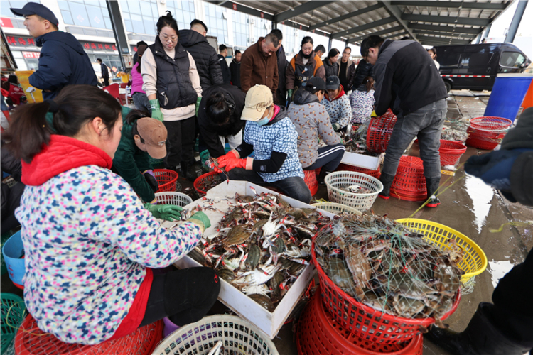 江蘇連雲港：秋捕梭子蟹喜豐收_fororder_20251030_093856_005