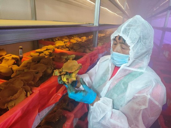 恒溫恒濕育珍菌 戴南三優産業園智慧方艙牛肝菌采收忙_fororder_圖片 2