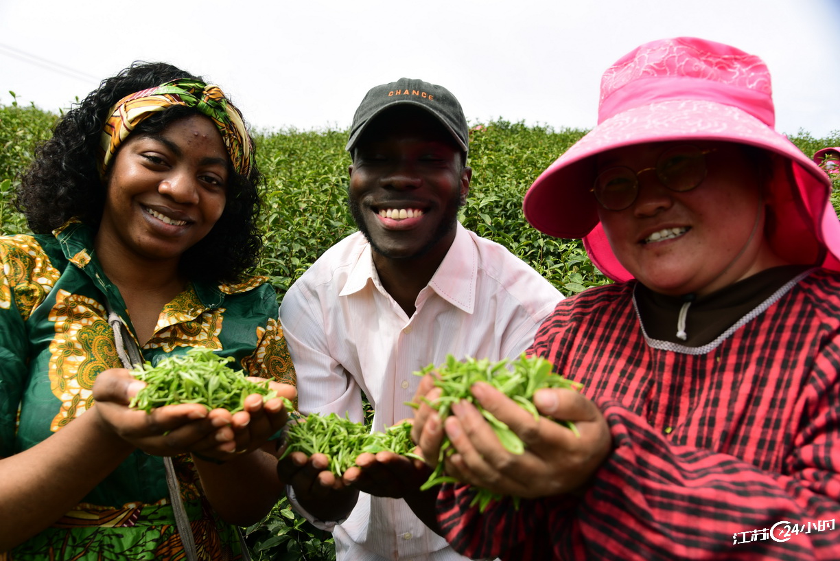 鎮江：留學生體驗採摘春茶