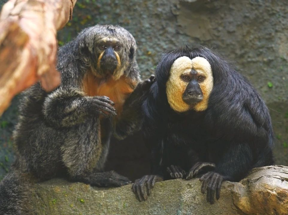 南京紅山動物園夢幻聯動上海迪士尼 共同倡議保護野生動物