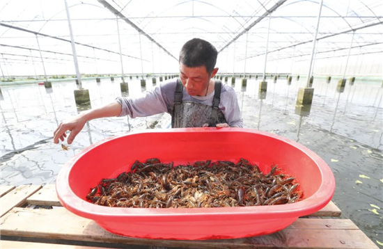 盱眙龍蝦：從縣城美食到全球IP_fororder_圖片8