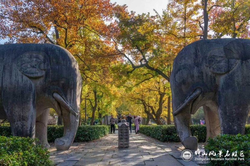 石象路“油畫”展卷，燕雀湖“雲杉水鏡”上線……鍾山“頂流”秋景迎最佳觀賞期
