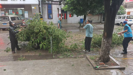 颱風暴雨中，泰州興化戴南茅山社區幹群40分鐘“搬”走一棵刮倒的大樹_fororder_圖片 2