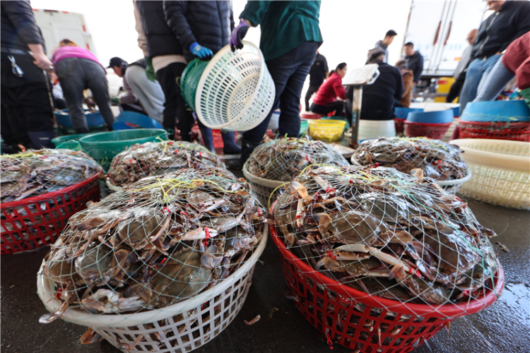 江蘇連雲港：秋捕梭子蟹喜豐收_fororder_20251030_093856_003