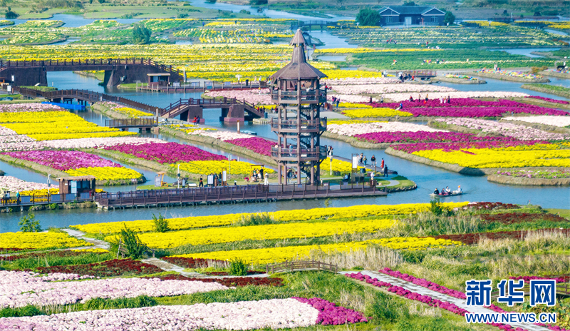 江蘇興化：菊花經濟助力鄉村振興