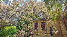 楝花風至春事了，南京頤和路上演“紫雪”浪漫
