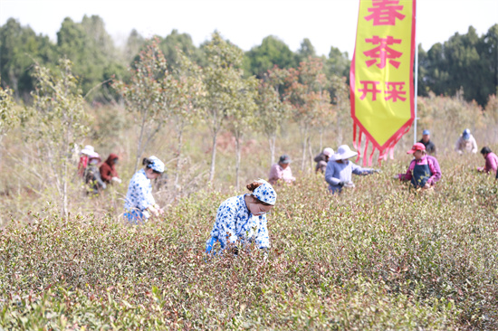 江蘇盱眙：雨山“茶香”邀您共赴春日之約_fororder_微信圖片_20250403164135