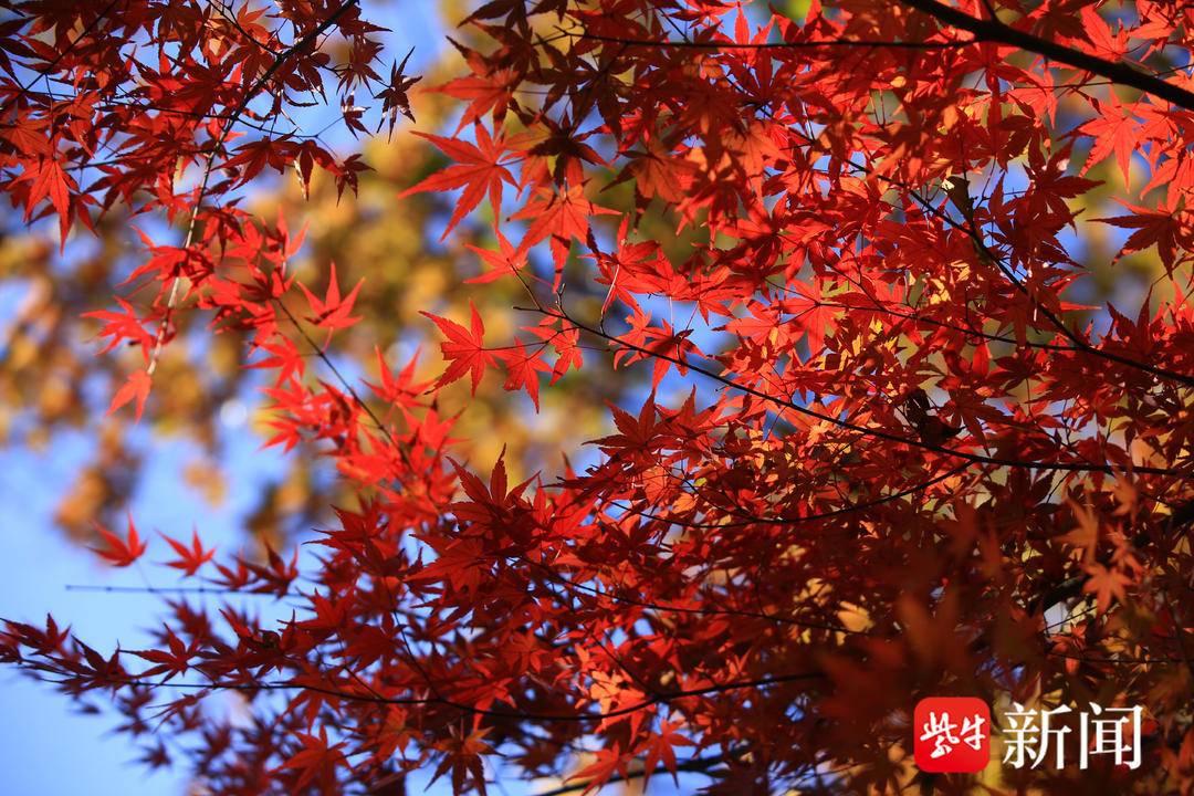 南京棲霞山、植物園紅楓崗迎來最佳觀賞期