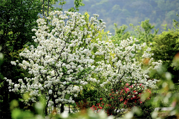 無錫花星球：以四大主題花展為媒 為“賞花經濟”續寫新的篇章_fororder_7