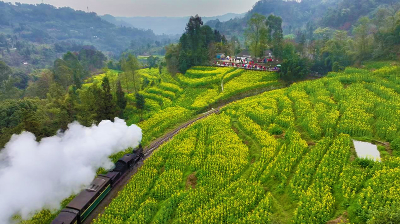 樂山犍為：乘坐蒸汽小火車駛向春天_fororder_嘉陽蒸汽小火車穿越花海-攝影-劉浪濤